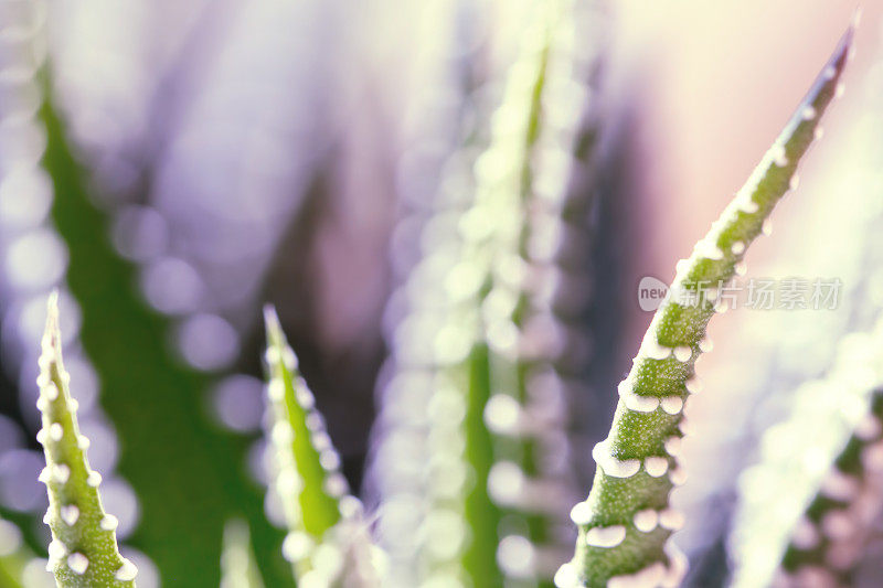 肉质植物(Haworthia Attenuata)特写